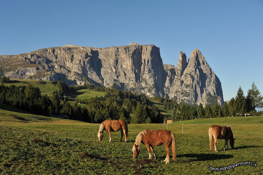 003 Alpe di Siusi - Altipiano dello Sciliar - Punta Sentner.JPG